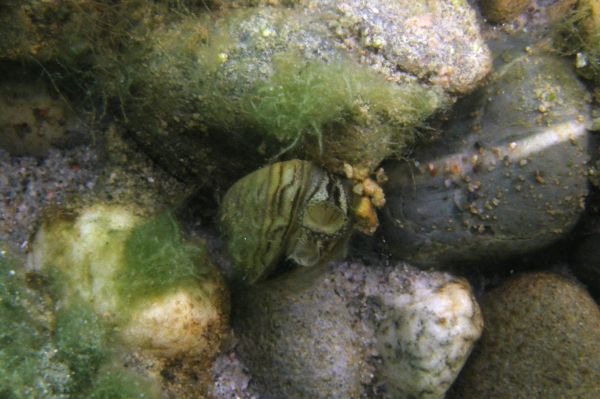 Moule zebree  Dreissena polymorpha